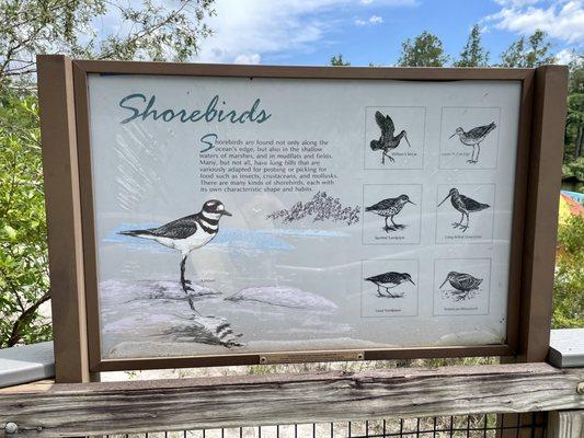 Shorebirds in this area