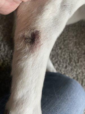 Four Paws Animal Hospital