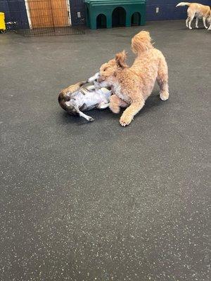 Dogs playing