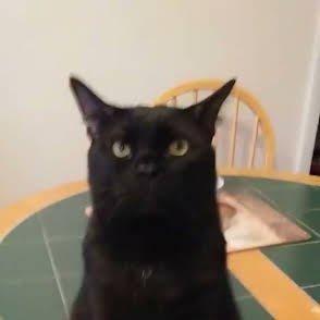 Ashford after eye surgery, at ASPCA and  two weeks after full mouth extractions at Ark & Bark