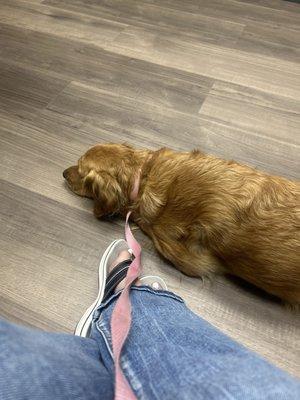 Livewell Animal Urgent Care of Goodyear