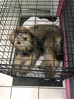 Chantals pet grooming