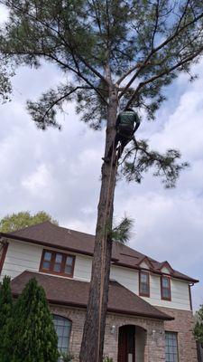 Tree Trimming