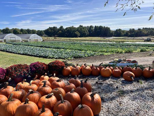 Tangerini's Spring Street Farm
