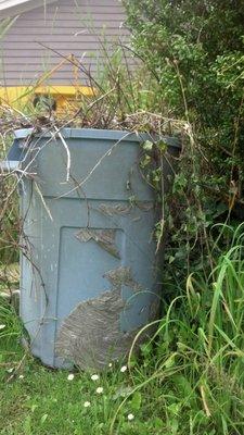 Yellowjackets living in a garbage can entering thru a drainage hole