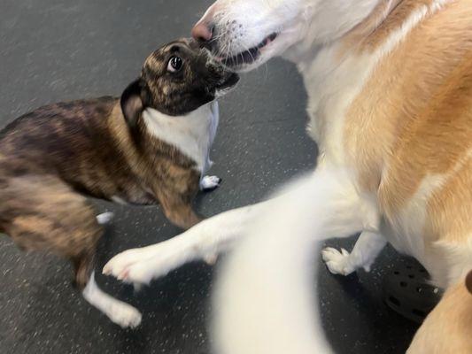Dogs playing