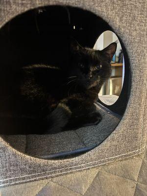 Auburn Valley Humane Society