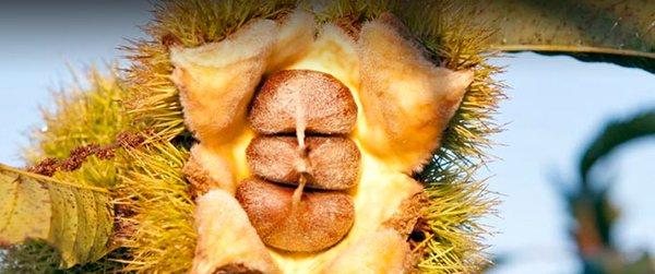 The American Chestnut Foundation