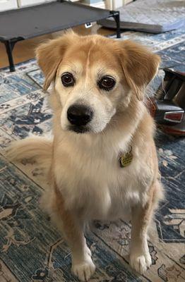 A freshly groomed Bailey.