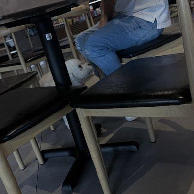 Same dog another angle