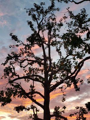 Red Maple Tree Service