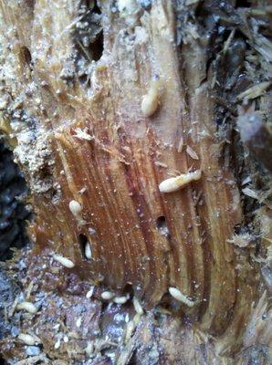 Dampwood termite workers, damage and frass (fecal pellets) in a pole