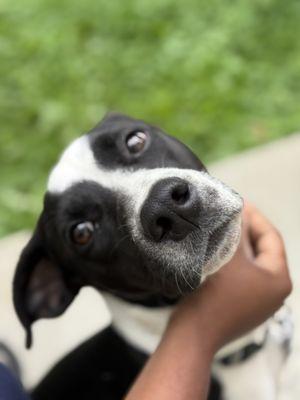 North Country Animal League