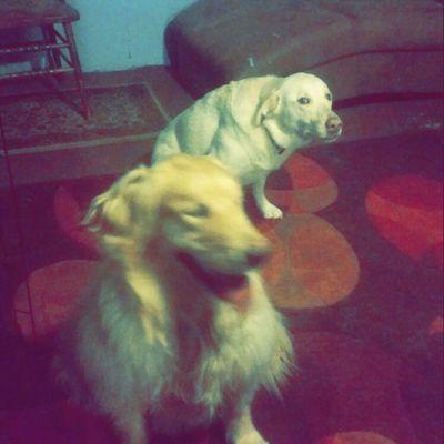 The Playyard has nice rooms to share with my new Friends.