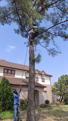 Tree Services