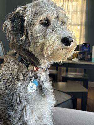 Four Paws Pet Services