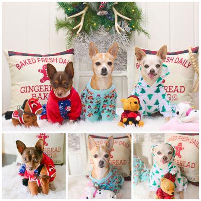 Port Saint Lucie Christmas Pet Portraits