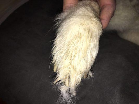 Animal Medical Hospital