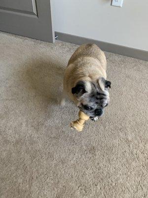 Kobe my 14 yr pug
