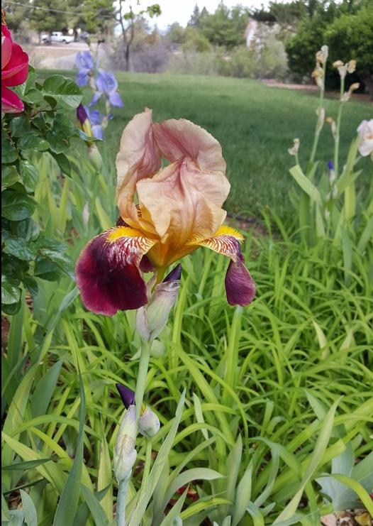 Mingus Terrace Assisted Living Home