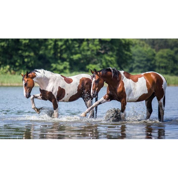 Rocking Horse Process Server Solutions