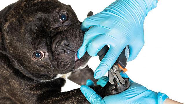 Gilleleje Hundesalon