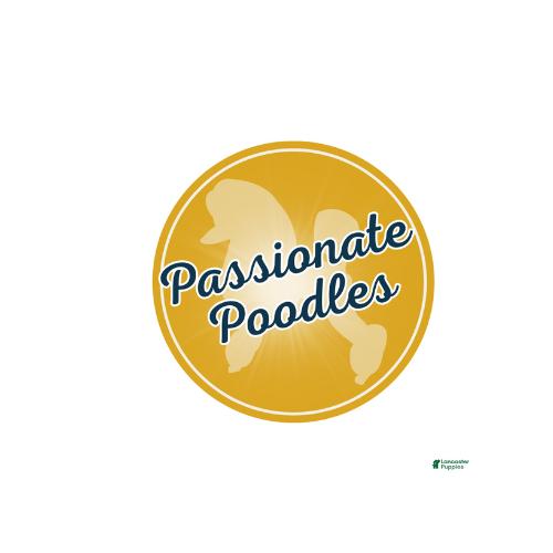 Passionate Poodles
