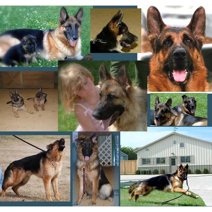 Regis Regal German Shepherds