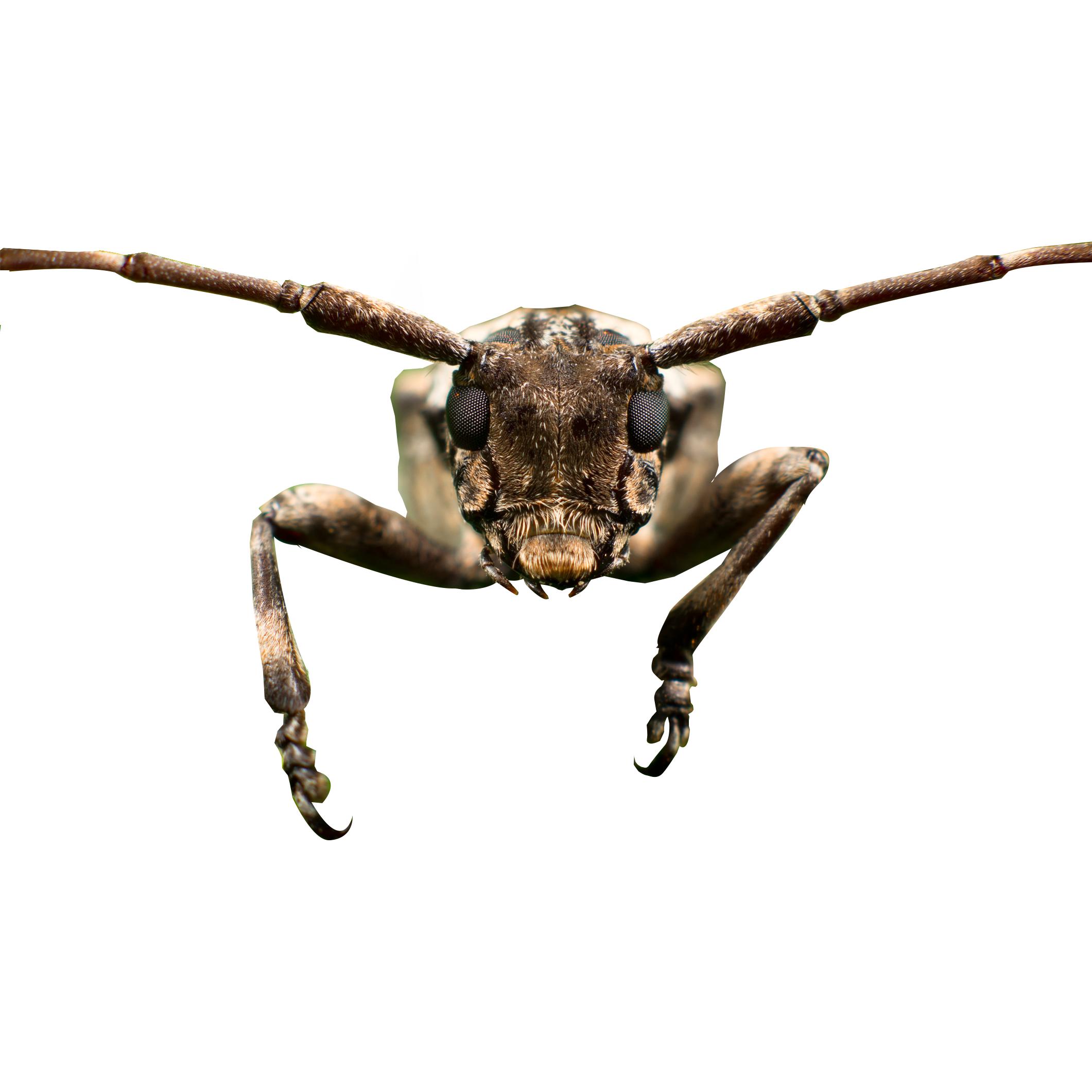 Alliance Pest Management LLC
