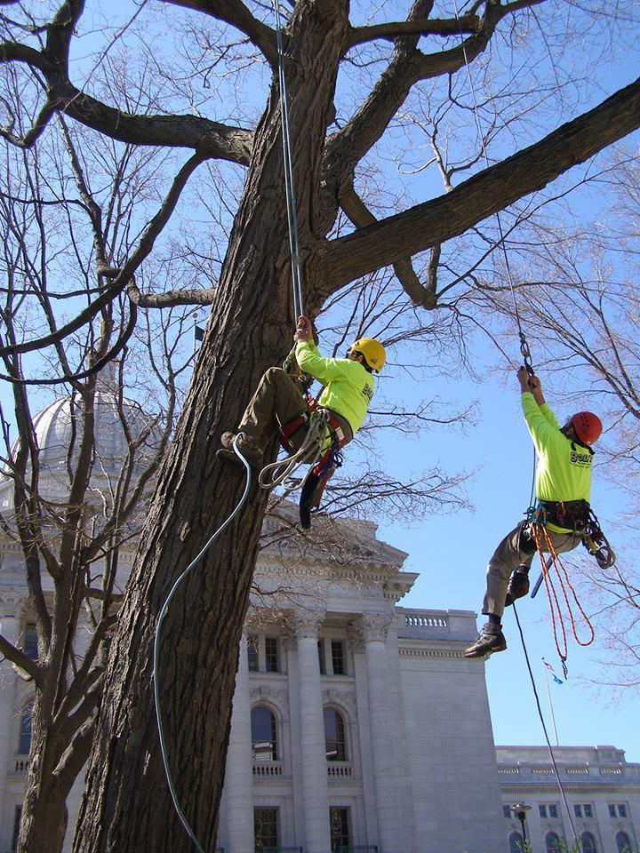 Boley Tree & Landscape Care Inc