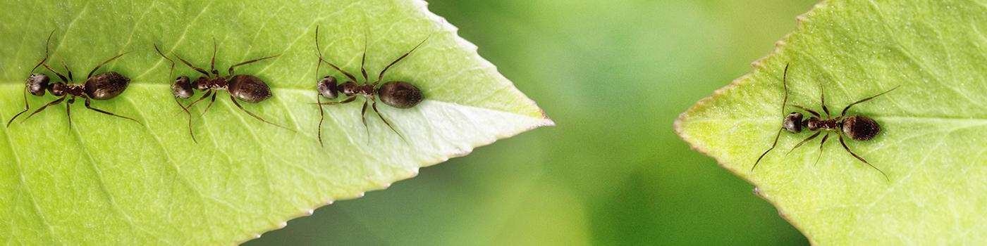 Fireman Termite & Pest Control