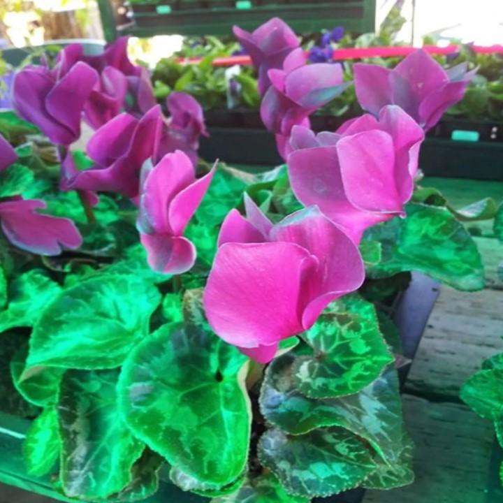 Central Wholesale Nursery