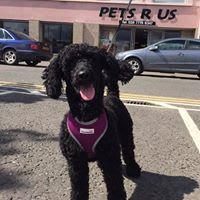 Pets R Us