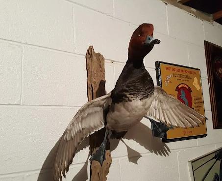 Central Flyway Taxidermy