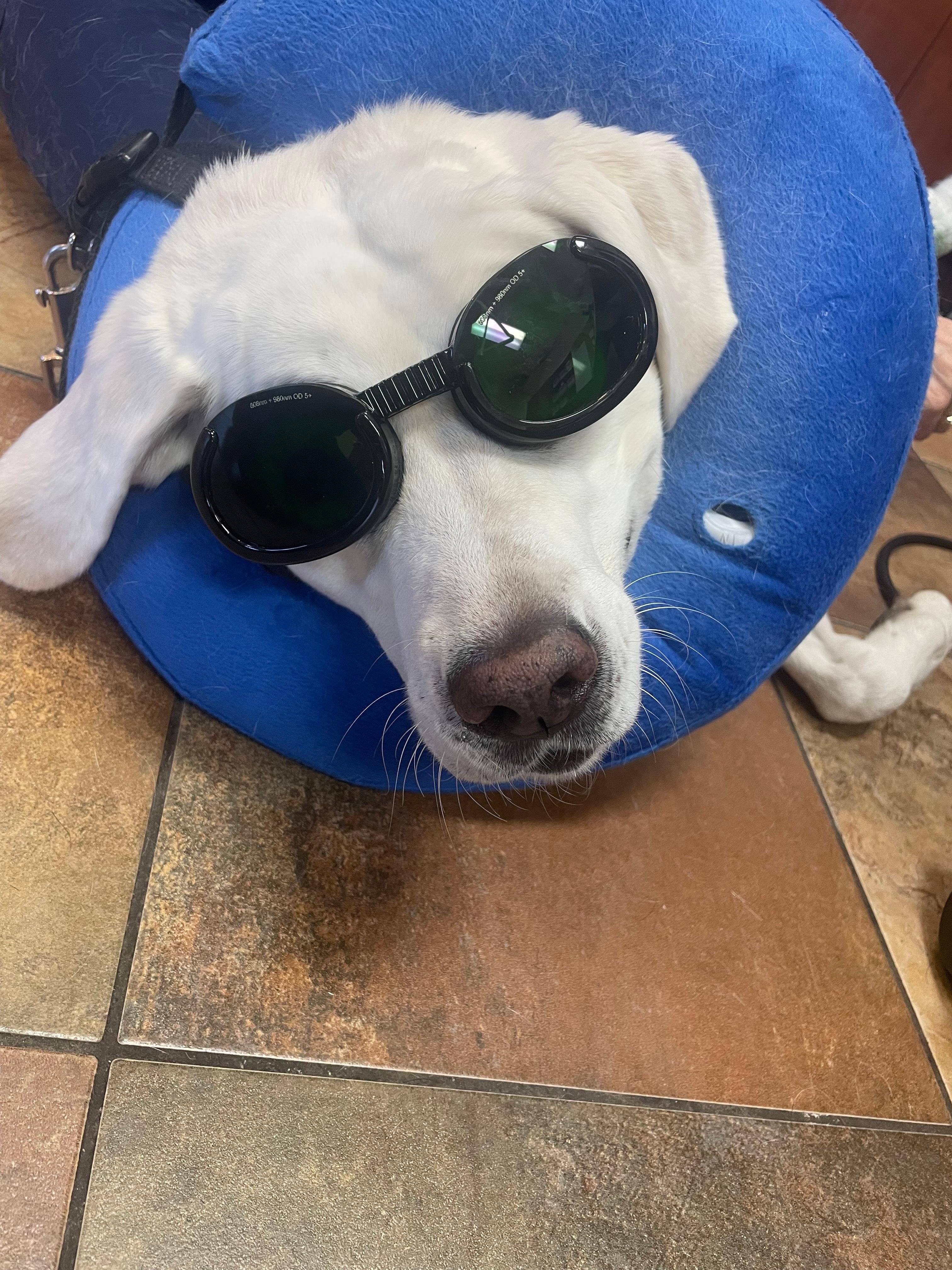 KC Animal Hospital &Pet Resort