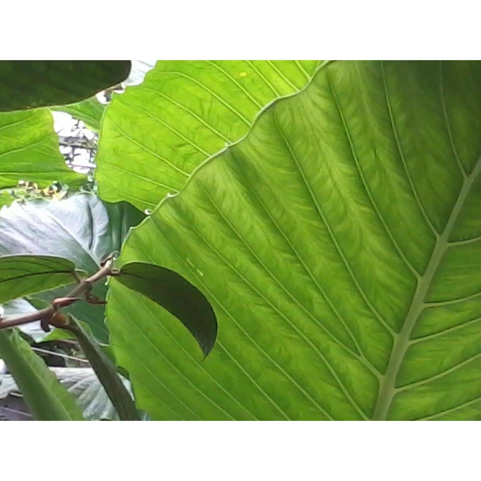 Aromassage Therapies