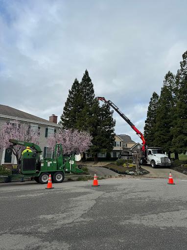 JMV Tree Service Corp