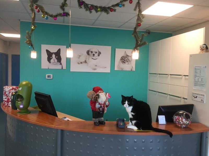 Dierenkliniek Nederlandplein