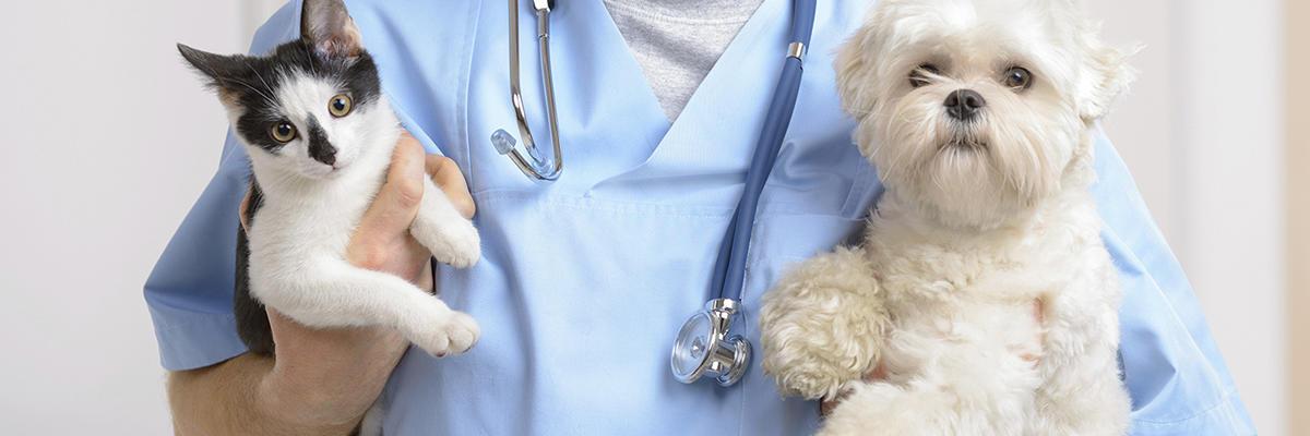 Four Paws Animal Hospital