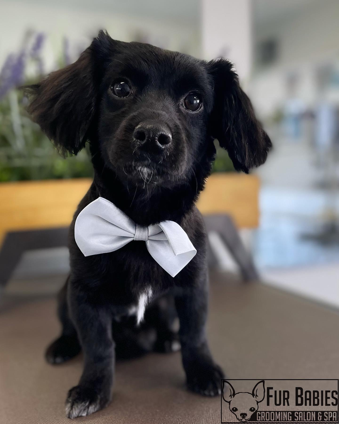 Fur Babies Grooming Salon & Spa