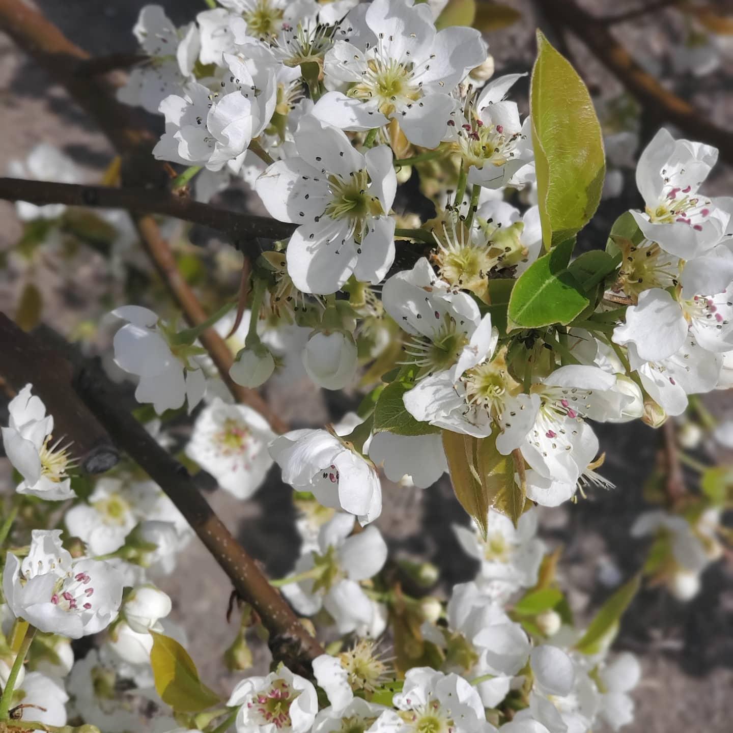 The Phantom Gardener