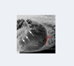 Animal Emergency Clinic of Rockford