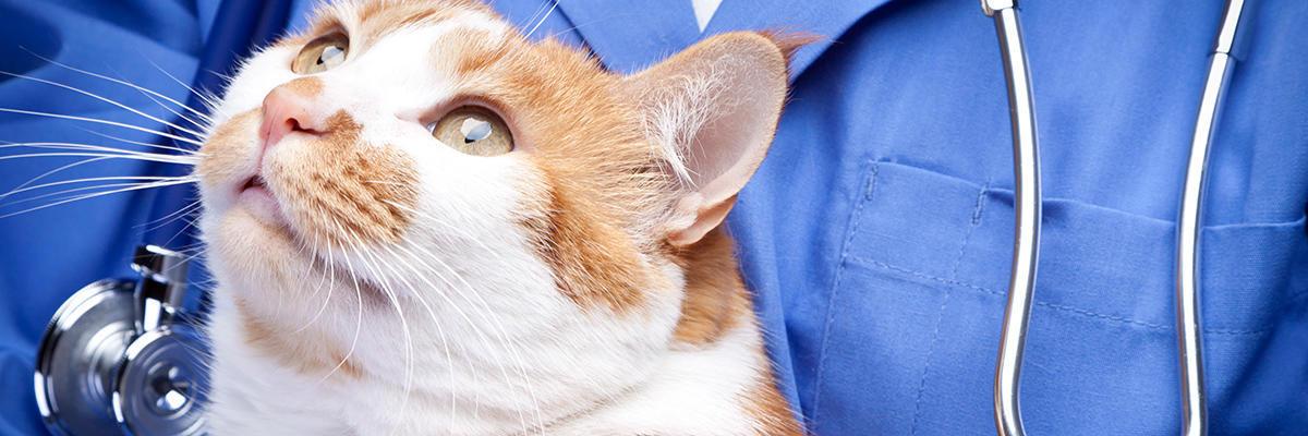 Amelia Island Animal Hospital Resort & Lodge