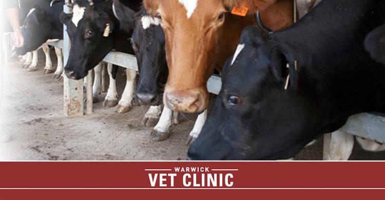 Allora Veterinary Clinic