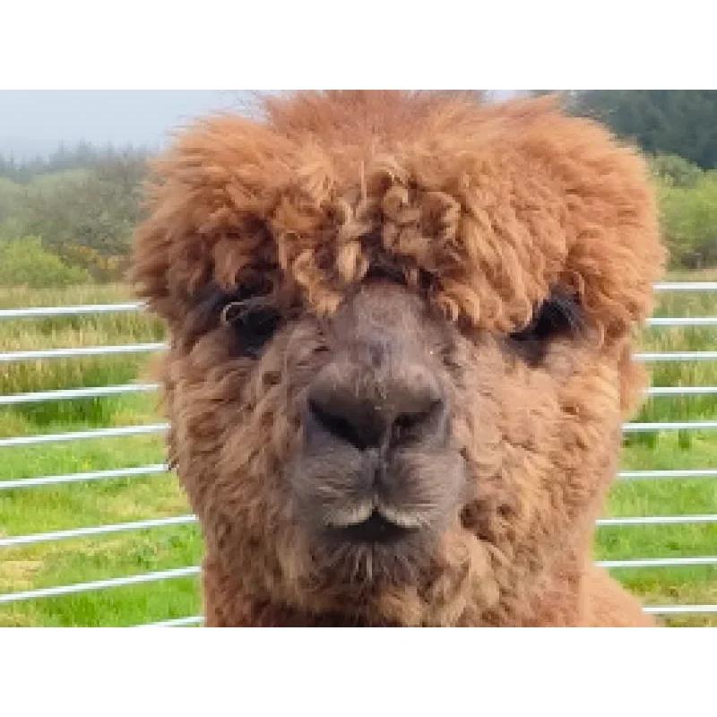 Rozelle Alpacas