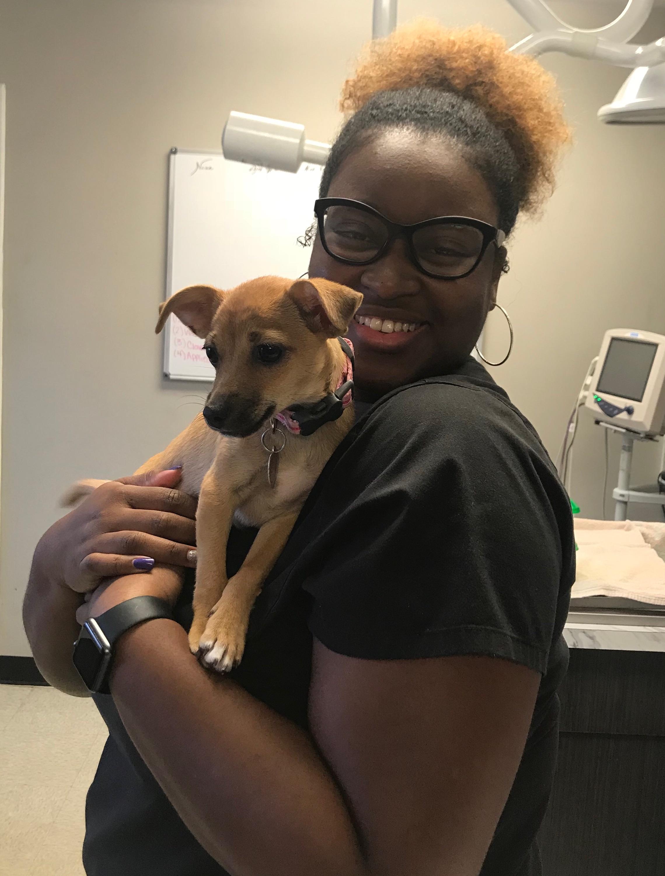 North Main Animal Hospital