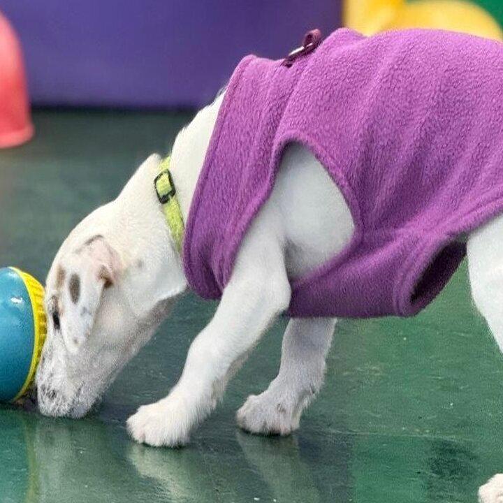 Morton Dog House Ltd.