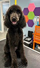 Dragonfly Dog Grooming LLC