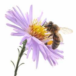 Oakley Live Honey Bee Removal