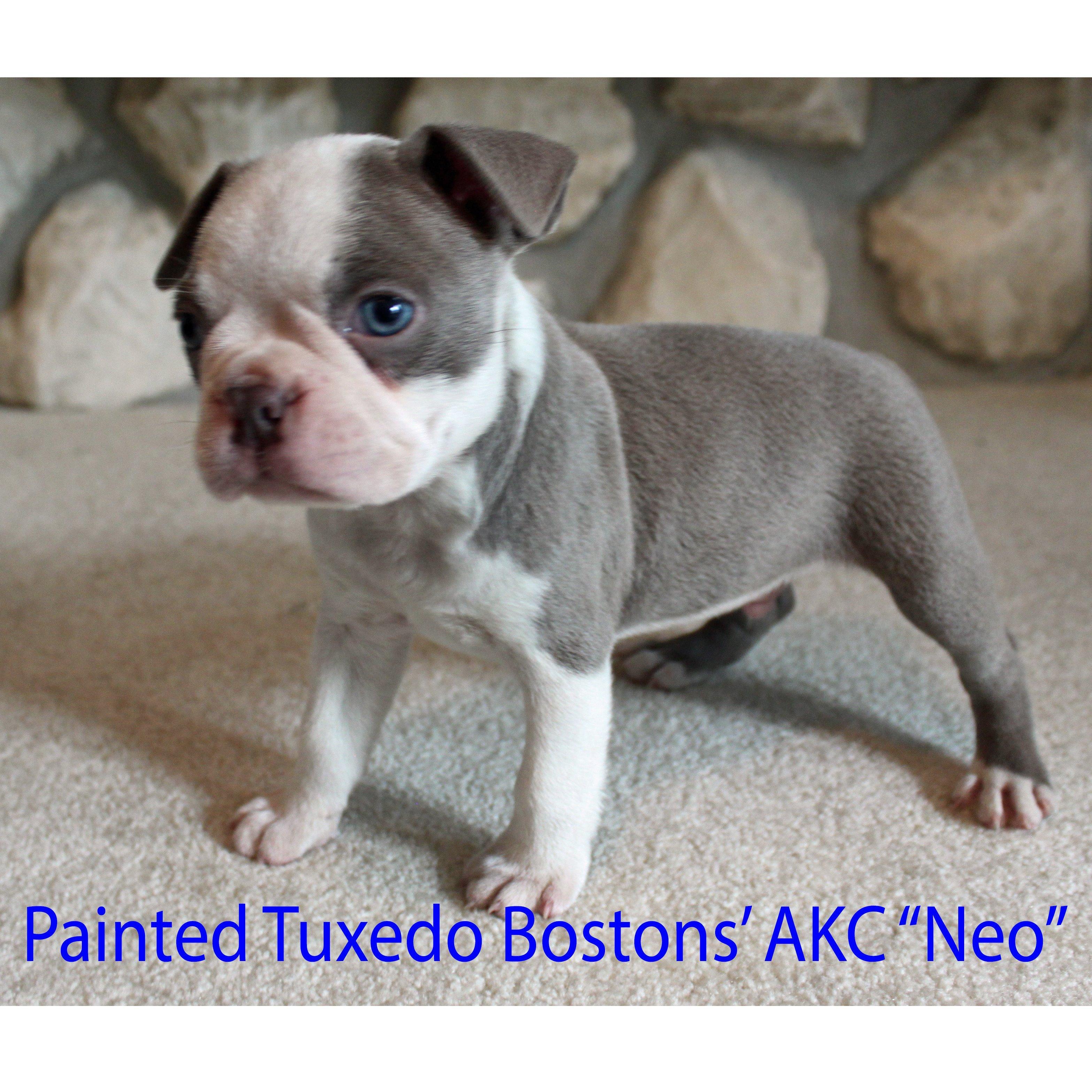 Painted Tuxedo Bostons